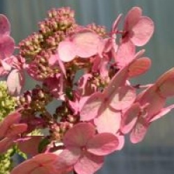 Hydrangea paniculata 'Wim's Red'
