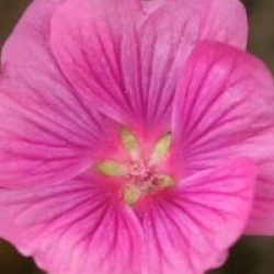 Lavat�re Chamallow