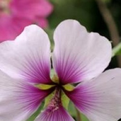 Lavatera maritima 'Princesse de Ligne'