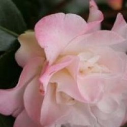 Camellia japonica 'Ballet Dancer'