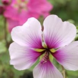 Lavatera maritima 'Princesse de Ligne'