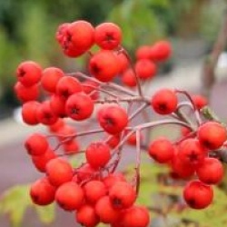 Sorbus aucuparia 'Fastigiata'