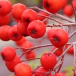 Sorbus aucuparia 'Fastigiata'