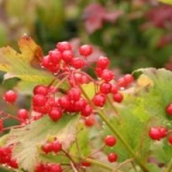 Viburnum opulus 'Compactum'