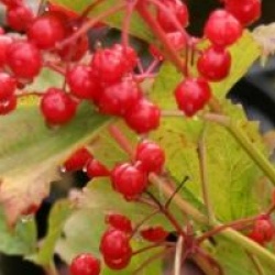 Viburnum opulus 'Compactum'