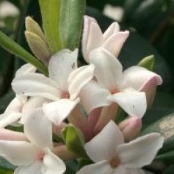 Daphn� Eternal Fragrance 