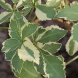 Acanthopanax panach�