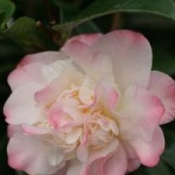 Camellia japonica 'Ballet Dancer'