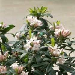 Daphne transatlantica Eternal Fragrance � Blafra 