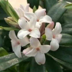 Daphne transatlantica Eternal Fragrance � Blafra 
