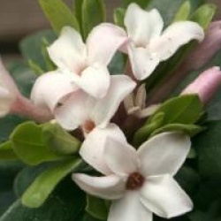 Daphne transatlantica Eternal Fragrance � Blafra 