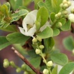 Exochorda racemosa 'Niagara' �