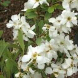 Exochorda racemosa 'Niagara' �