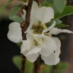 Exochorda racemosa 'Niagara' �