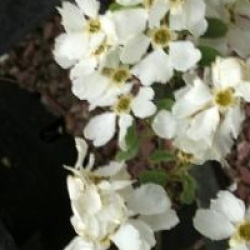 Exochorda Niagara