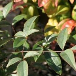 Nandina domestica Flirt  'Murasaki' cov �