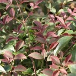 Nandina domestica Flirt  'Murasaki' cov �