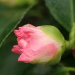 Camellia japonica 'Ballet Dancer'
