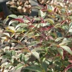 Nandina domestica Flirt  'Murasaki' cov �