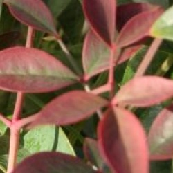 Nandina domestica Flirt  'Murasaki' cov � - Bambou sacr� Flirt