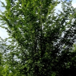 Ulmus Lutece � 'Nanguen' cov