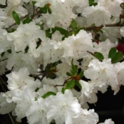 Rhododendron 'Adonis'