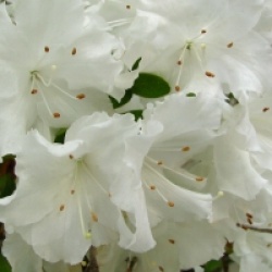 Rhododendron 'Adonis'