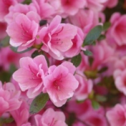 Rhododendron 'Kirin' - Azal�e japonaise Kirin