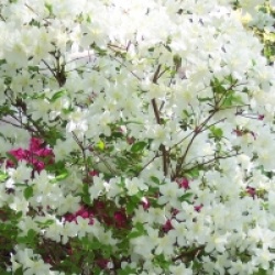 Azal�e japonaise White Lady