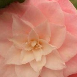 Camellia japonica 'Berenice Perfection' - Cam�lia du Japon B�r�nice Perfection