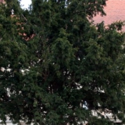 Taxus baccata
