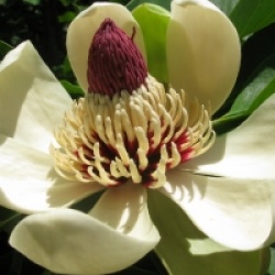 Magnolia obovata