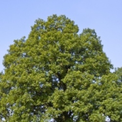 Quercus petraea