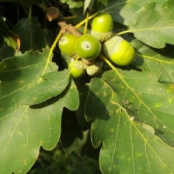 Quercus petraea