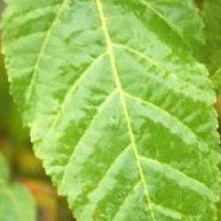 Acer davidii 'Viper' - �rable davidii Viper