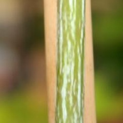 Acer davidii 'Viper'