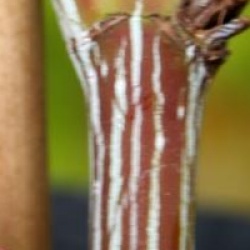 Acer davidii 'Viper'