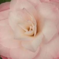 Camellia japonica 'Berenice Perfection'