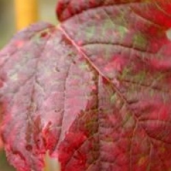 Acer tataricum Hot Wings � 'Garann' - �rable de tatarie Hot Wings �