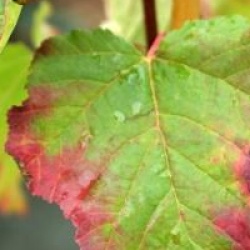 Acer tataricum Hot Wings � 'Garann'