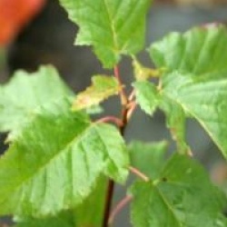 Acer tataricum Hot Wings � 'Garann'