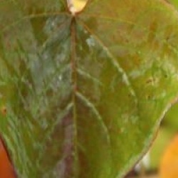 Cercis canadensis Red Force 'Minrouge3' �