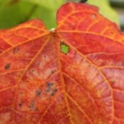 Cercis canadensis Red Force 'Minrouge3' � - Gainier du Canada Red Force �