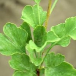 Ginkgo biloba 'Menhir' � - Arbre aux 40 �cus fastigi�