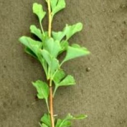 Ginkgo biloba 'Menhir' �