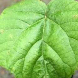 Paulownia fortunei Fast Blue 'Minfast' �