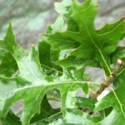 Quercus palustris 'Green Pillar' � - Ch�ne des marais fastigi�