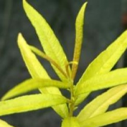 Salix sachalinensis 'Golden Sunshine' cov - Saule de Sachaline Golden Sunshine