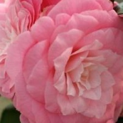 Camellia japonica 'Berenice Perfection'