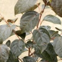 Styrax japonicus 'Evening Light'